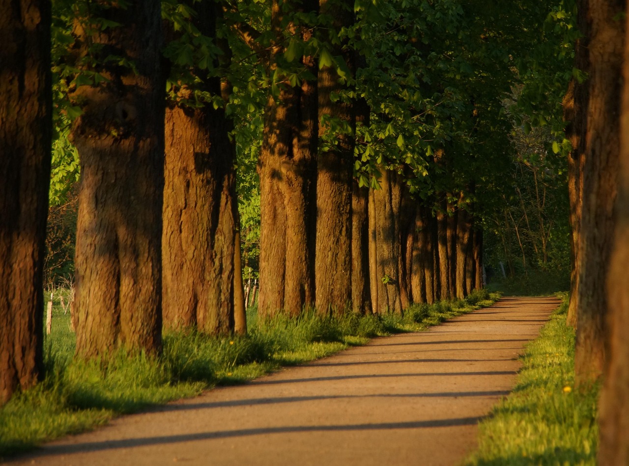 Koele picknickplek onder groene bladerdek. Koele picknickplek onder groene bladerdek.