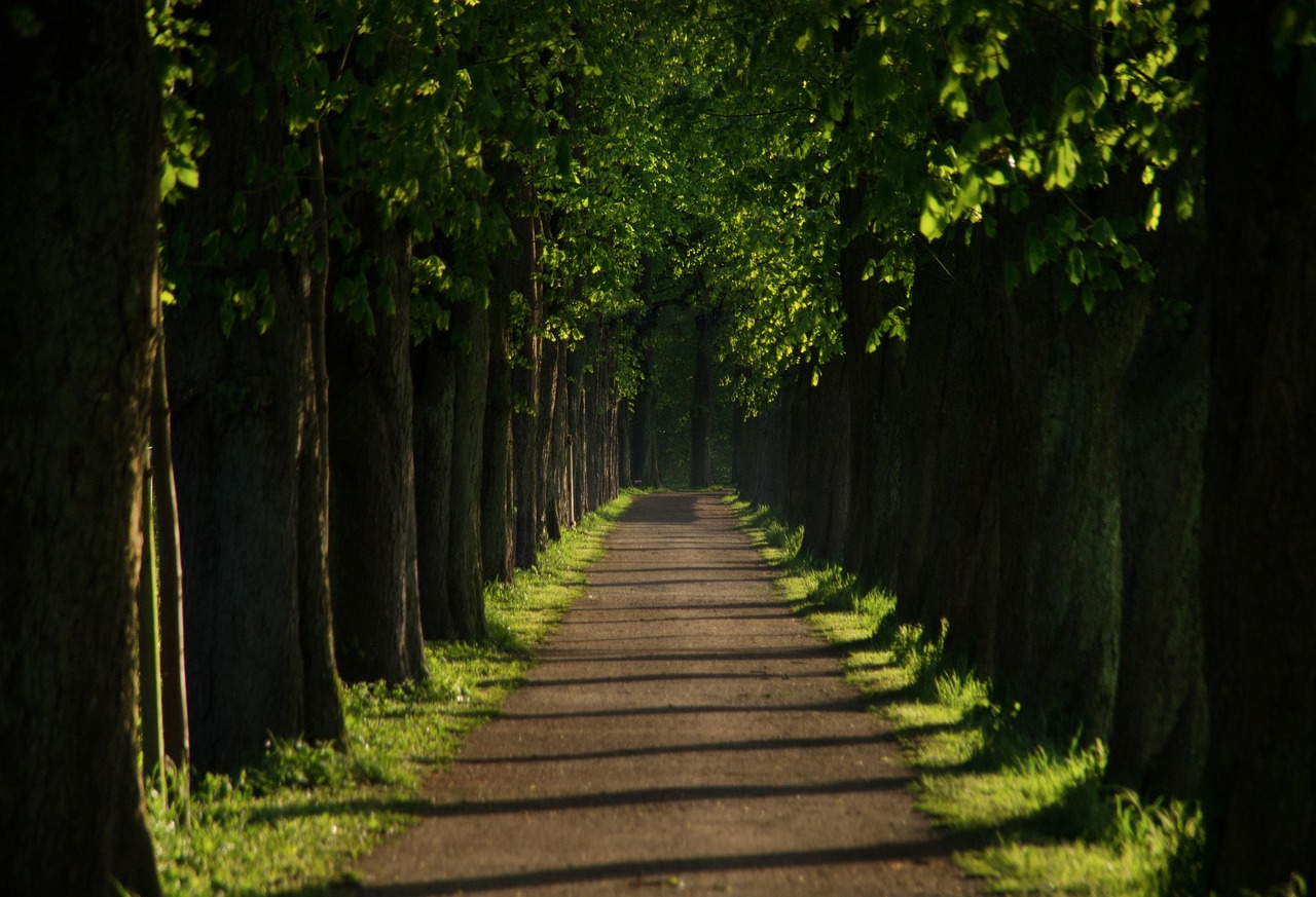 Schaduwrijke bomen in zomerse stadspark. Schaduwrijke bomen in zomerse stadspark.