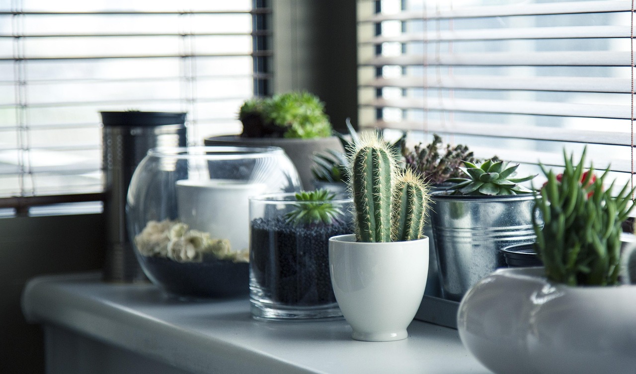 Tropische plant met zomerse achtergrond binnenhuis. Tropische plant met zomerse achtergrond binnenhuis.