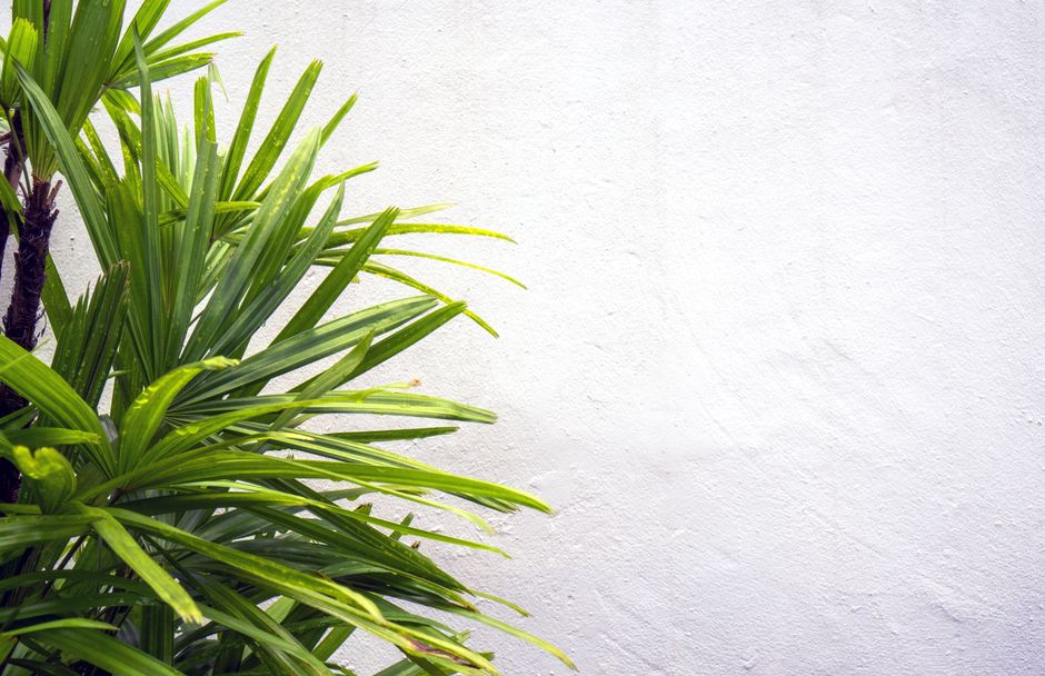 Felle zonlichtstralen op exotische kamerplanten. Felle zonlichtstralen op exotische kamerplanten.