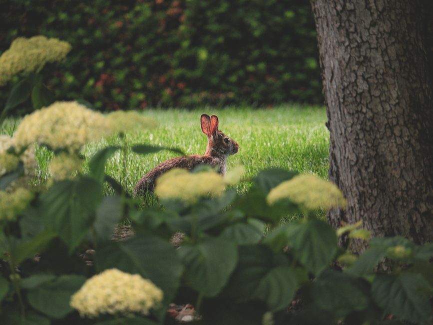 Schaduwrijke tuin met zorgvuldig geplaatste zitjes Schaduwrijke tuin met zorgvuldig geplaatste zitjes
